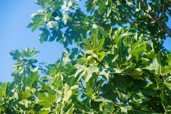 Figos Crescem Uma Árvore Foco Seletivo Natureza — Fotografia de Stock