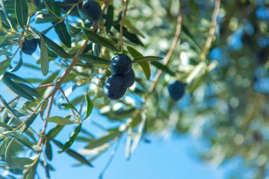 Olgun zeytinler dallarda asılı. Seçici odaklanma. Doğa.