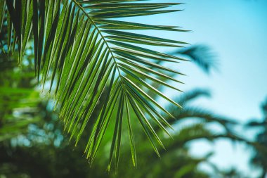 Avuç içi yaprakları gökyüzüne karşı. Seçici odaklanma. Doğa.