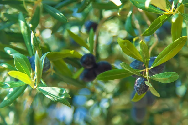 Olgun zeytinler dallarda asılı. Seçici odaklanma. Doğa.