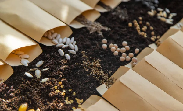 Tohumlar toprakta torbalar halinde. Seçici odaklanma. Doğa.