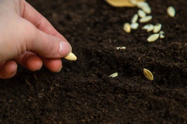 Seeds in bags on the ground. Selective focus. Nature.