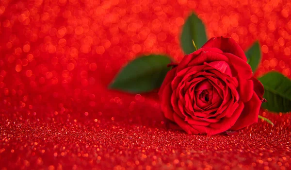 Rose Sur Fond Brillant Concentration Sélective Valentine — Photo