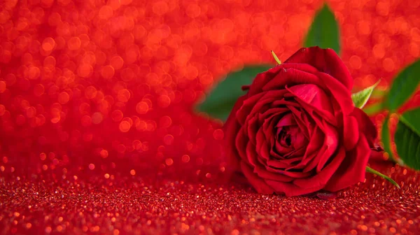 Rose Shiny Background Selective Focus Valentine — 图库照片