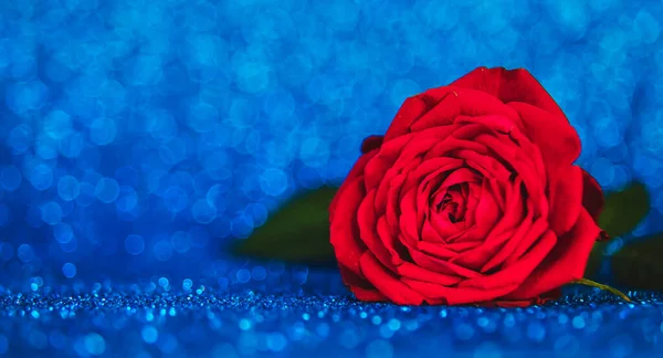 Rose Shiny Background Selective Focus Valentine — 图库照片