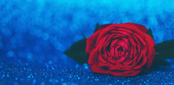Rose Sur Fond Brillant Concentration Sélective Valentine — Photo
