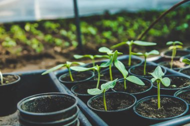 The cucumber seedlings are growing. Selective focus. Nature.