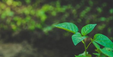 Pepper seedlings grow in spring. Selective focus. Nature.