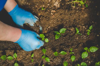 Pepper seedlings grow in spring. Selective focus. Nature.