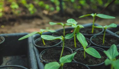 The cucumber seedlings are growing. Selective focus. Nature.