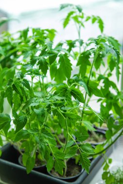 Seedlings of tomatoes are growing in spring. Selective focus. Nature.