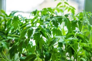 Seedlings of tomatoes are growing in spring. Selective focus. Nature.