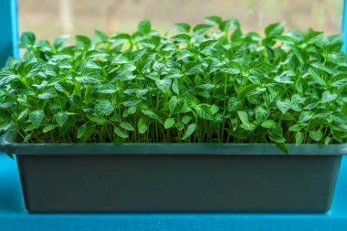 Pepper seedlings grow in spring. Selective focus. Nature.