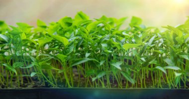Pepper seedlings grow in spring. Selective focus. Nature.