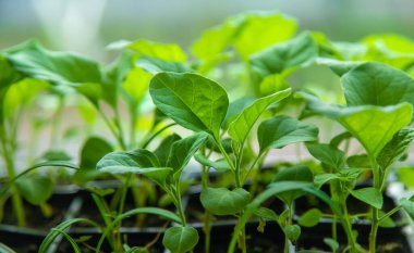 Eggplant seedlings grow in spring. Selective focus. Nature.