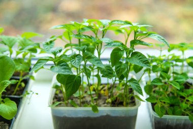 Pepper seedlings grow in spring. Selective focus. Nature.