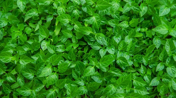 Pepper Seedlings Grow Spring Selective Focus Nature — Foto Stock