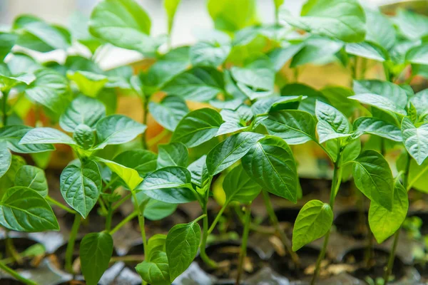 Pepper Seedlings Grow Spring Selective Focus Nature — Stockfoto