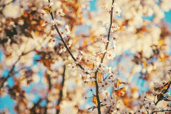 Blooming Spring Trees Background Sky Selective Focus Nature — Stockfoto