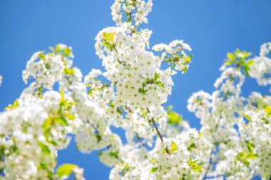 Mavi gökyüzüne karşı çiçek açan ağaçlar. Seçici odaklanma. Doğa.