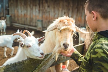 The child feeds the goat on the farm. Selective focus. Nature.