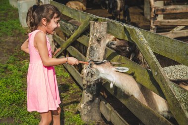 The child feeds the goat on the farm. Selective focus. Nature.