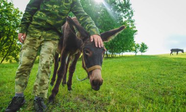 A child stroking a donkey on a farm. Selective focus. Nature.