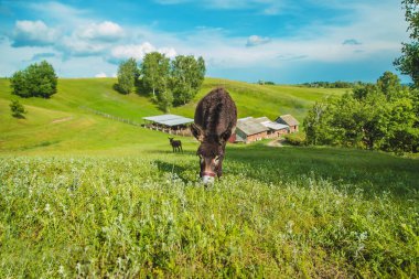 The donkey grazes on the farm. Selective focus. Nature.
