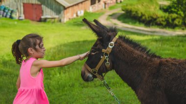 A child stroking a donkey on a farm. Selective focus. Nature.