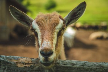 The goat on the farm looks into the frame. Selective focus. Nature.