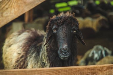 Sheep on the farm in summer. Selective focus. Animal.
