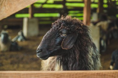 Sheep on the farm in summer. Selective focus. Animal.