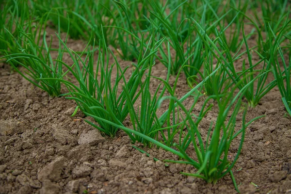 Green Onions Grow Garden Selective Focus Nature — Stock Photo, Image