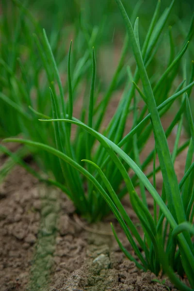 Green Onions Grow Garden Selective Focus Nature — Stockfoto