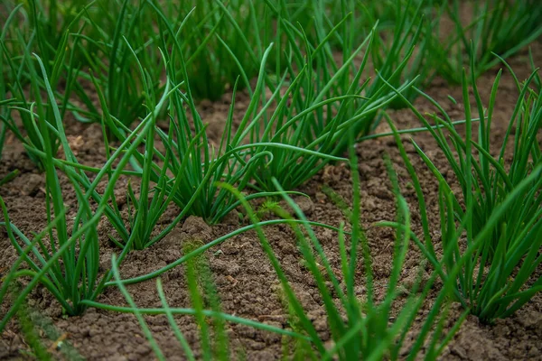 Green Onions Grow Garden Selective Focus Nature — Fotografia de Stock