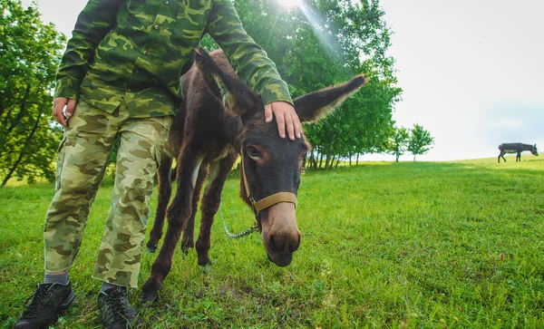 Enfant Caressant Âne Dans Une Ferme Concentration Sélective Nature — Photo