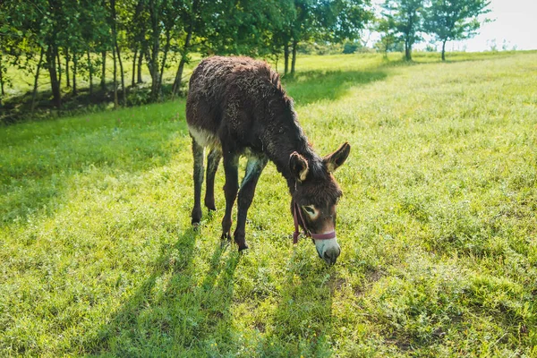 Donkey Grazes Farm Selective Focus Nature — 스톡 사진