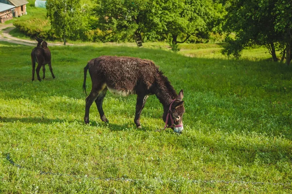 Donkey Grazes Farm Selective Focus Nature — стоковое фото