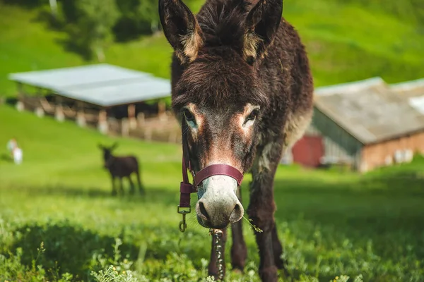 Donkey Grazes Farm Selective Focus Nature — Fotografia de Stock