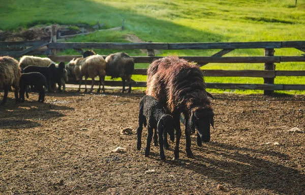 Sheep Farm Summer Selective Focus Animal — Fotografia de Stock