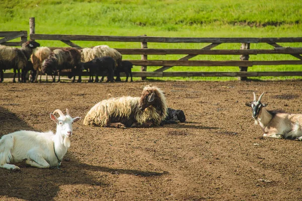 Sheep Farm Summer Selective Focus Animal — Stockfoto