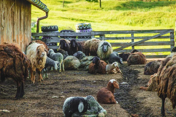 Sheep Farm Summer Selective Focus Animal — Stock Photo, Image