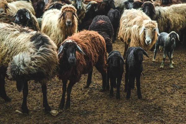 Вівці Фермі Влітку Вибірковий Фокус Тварин — стокове фото