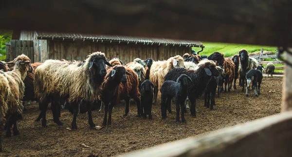 Sheep Farm Summer Selective Focus Animal — Stockfoto