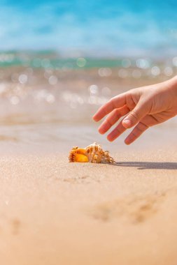 Çocuk deniz kıyısında bir deniz kabuğu alır. Seçici odak.