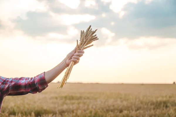 Um homem agricultor segura espigas de trigo em sua mão no campo. Foco seletivo. — Fotografia de Stock