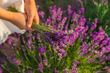 Lavanta tarlasında bir çocuk. Seçici odak.