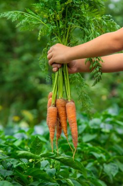 Çocuk bahçede havucu ellerinin içinde tutuyor. Seçici odak.