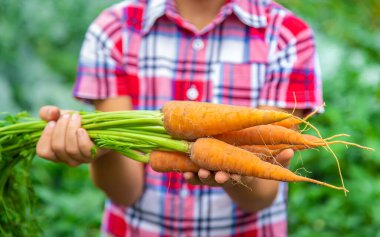 Çocuk bahçede havucu ellerinin içinde tutuyor. Seçici odak.
