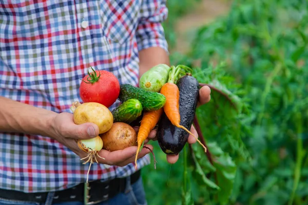 Muž farmář drží zeleninu v rukou na zahradě. Selektivní zaměření. — Stock fotografie